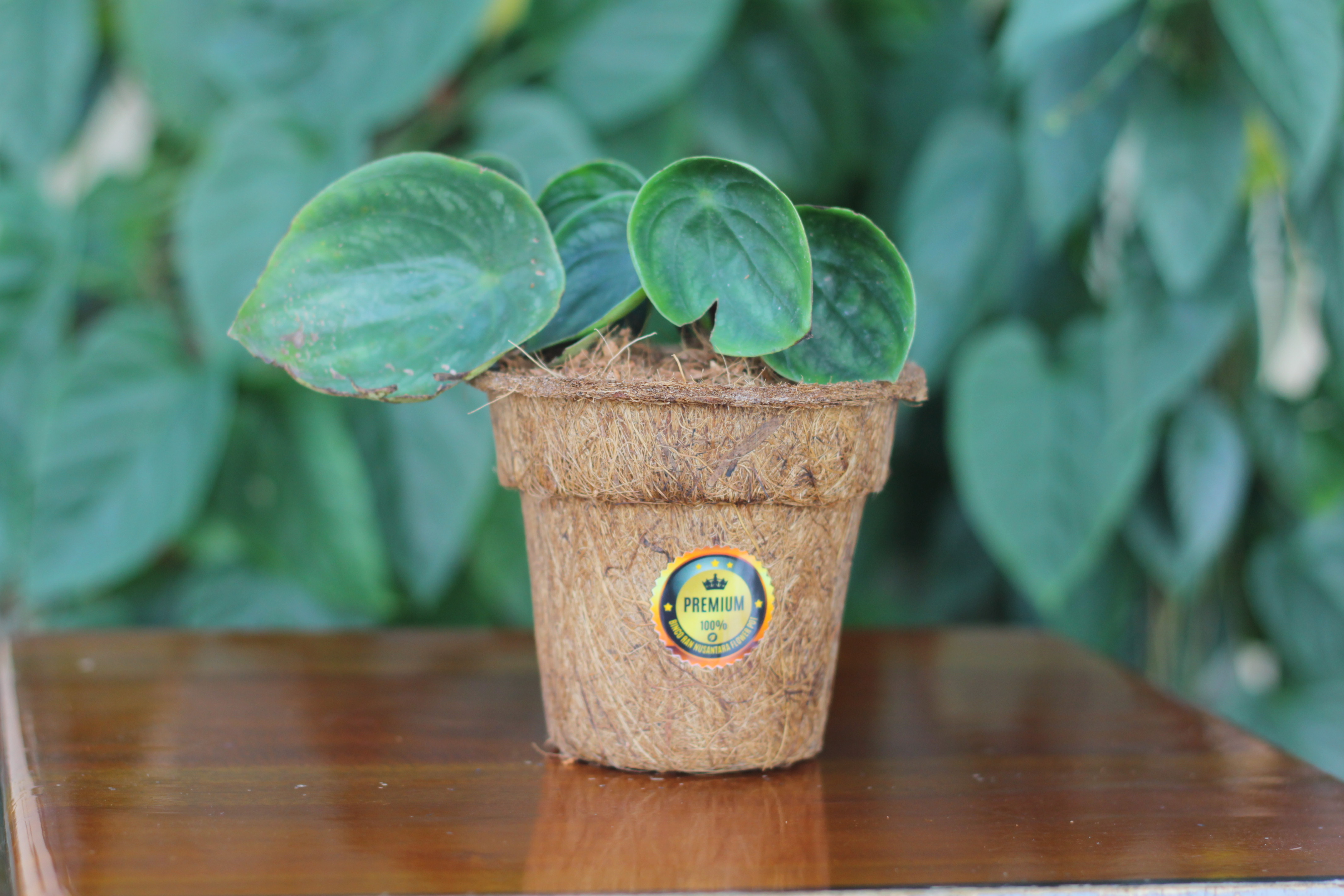 Round Semi Small Cocopot